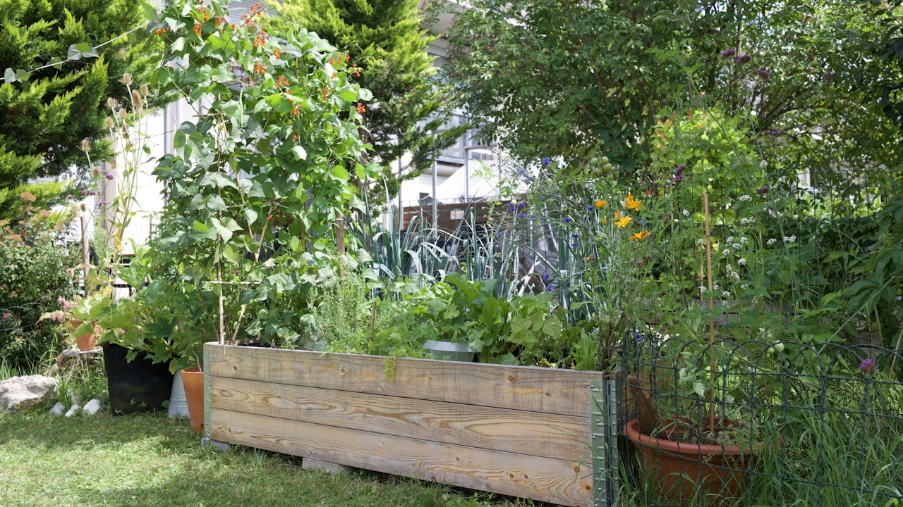 Des fleurs et des légumes poussent ici en cultures mixtes. Cela offre de la nourriture aux insectes et crée un bac potager plein de vie.