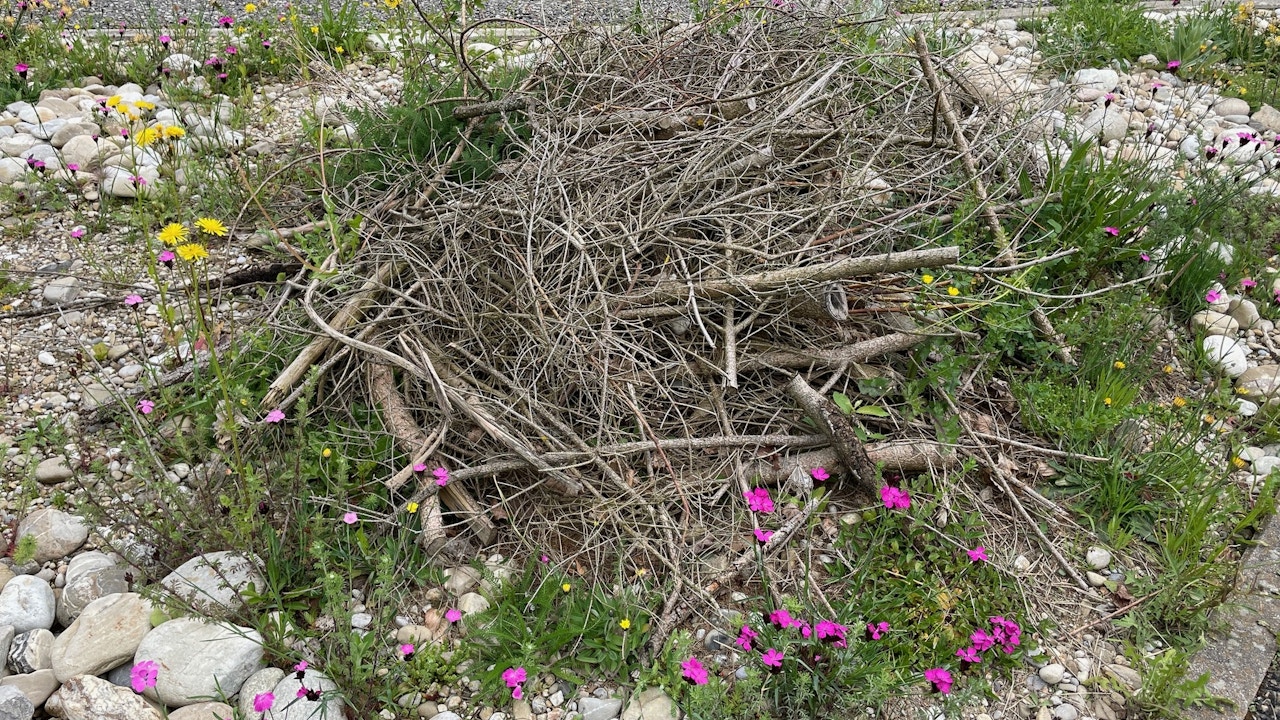 Zwischen Steinen, Sand und Geäst entsteht vielfältiges Leben.