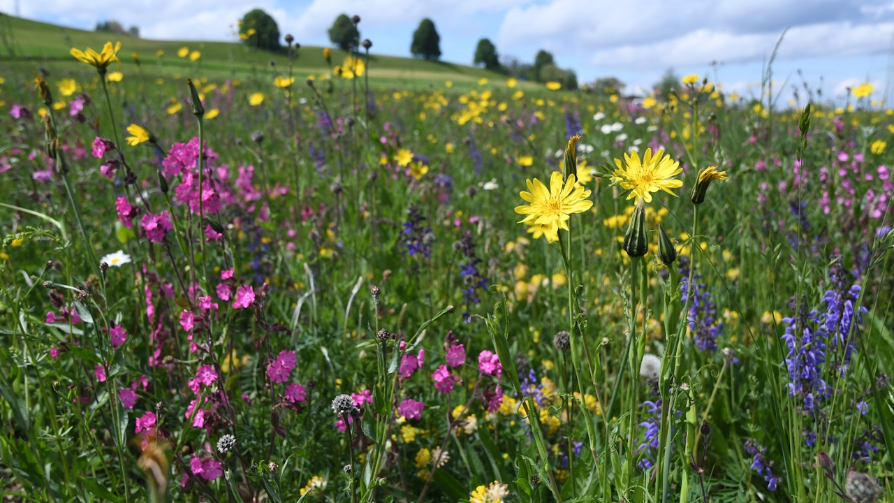 Blumenwiese in der Gemeinde Maur im 1. Jahr nach der Ansaat