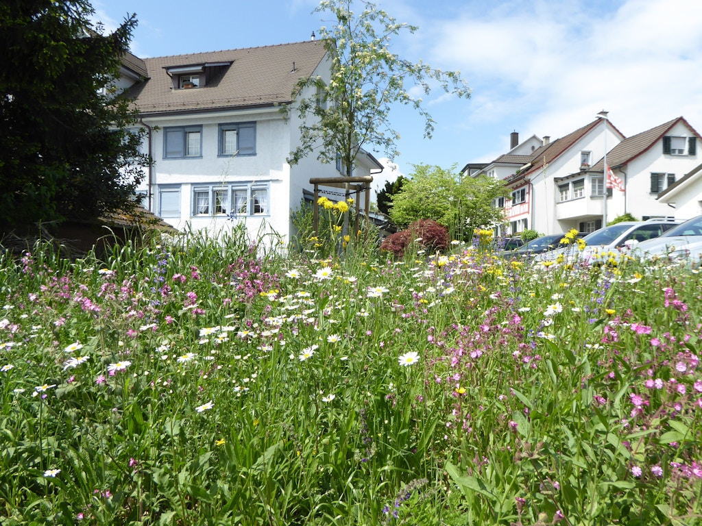 Blumenwiese an der Dorfstrasse in Meilen