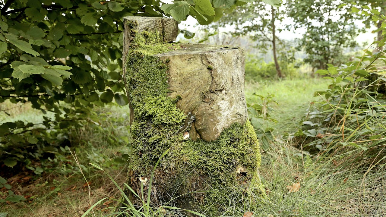 Moosbewachsener Holzstrunk (Bannholz, Schwarzenburg)