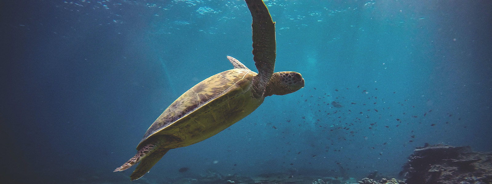 a sea turtle swimming in the ocean