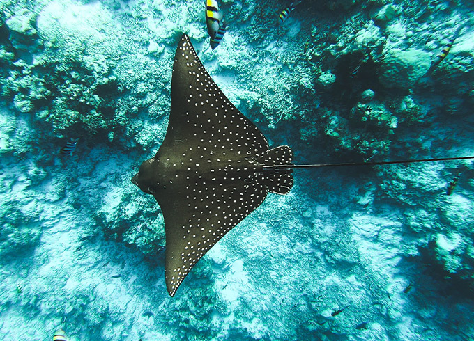 a spotted sting ray in the ocean