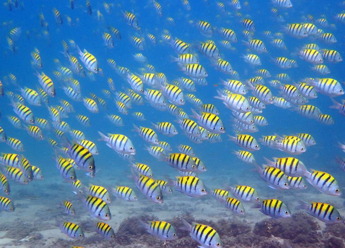 a school of striped fish in the ocean