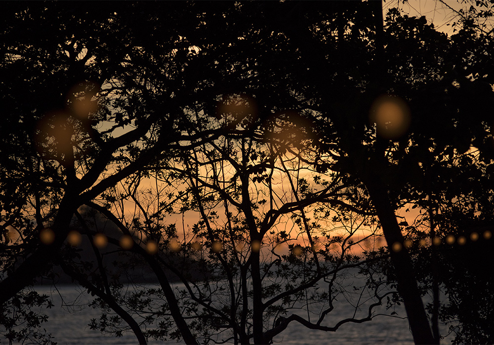trees and the ocean at dusk