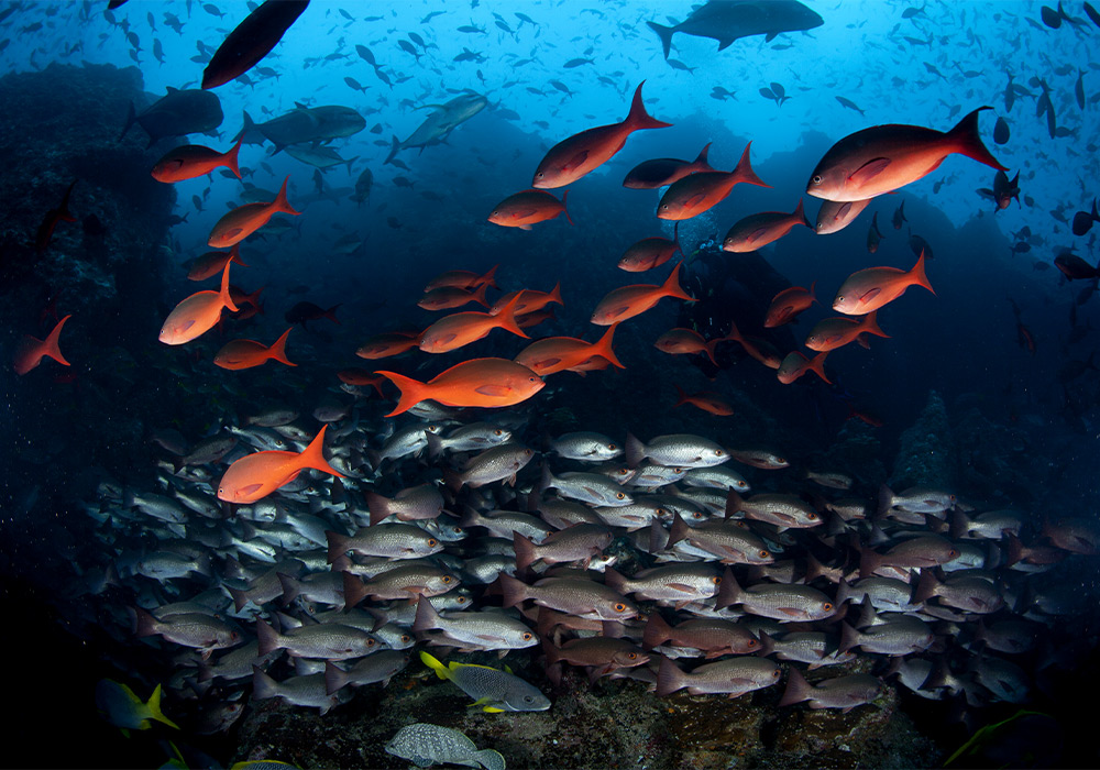 a school of fish swimming in the ocean