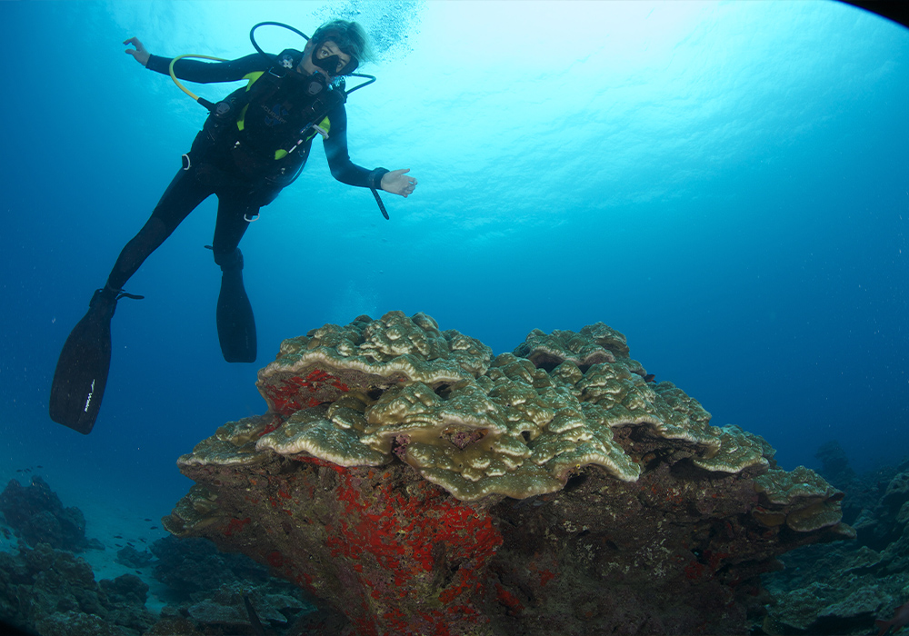diver and giant clam