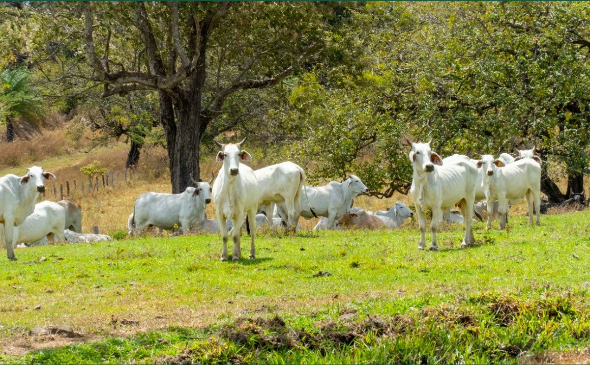 Regenerative Cattle Ranch | Waterfall & BBQ Experience | Las Catalinas ...