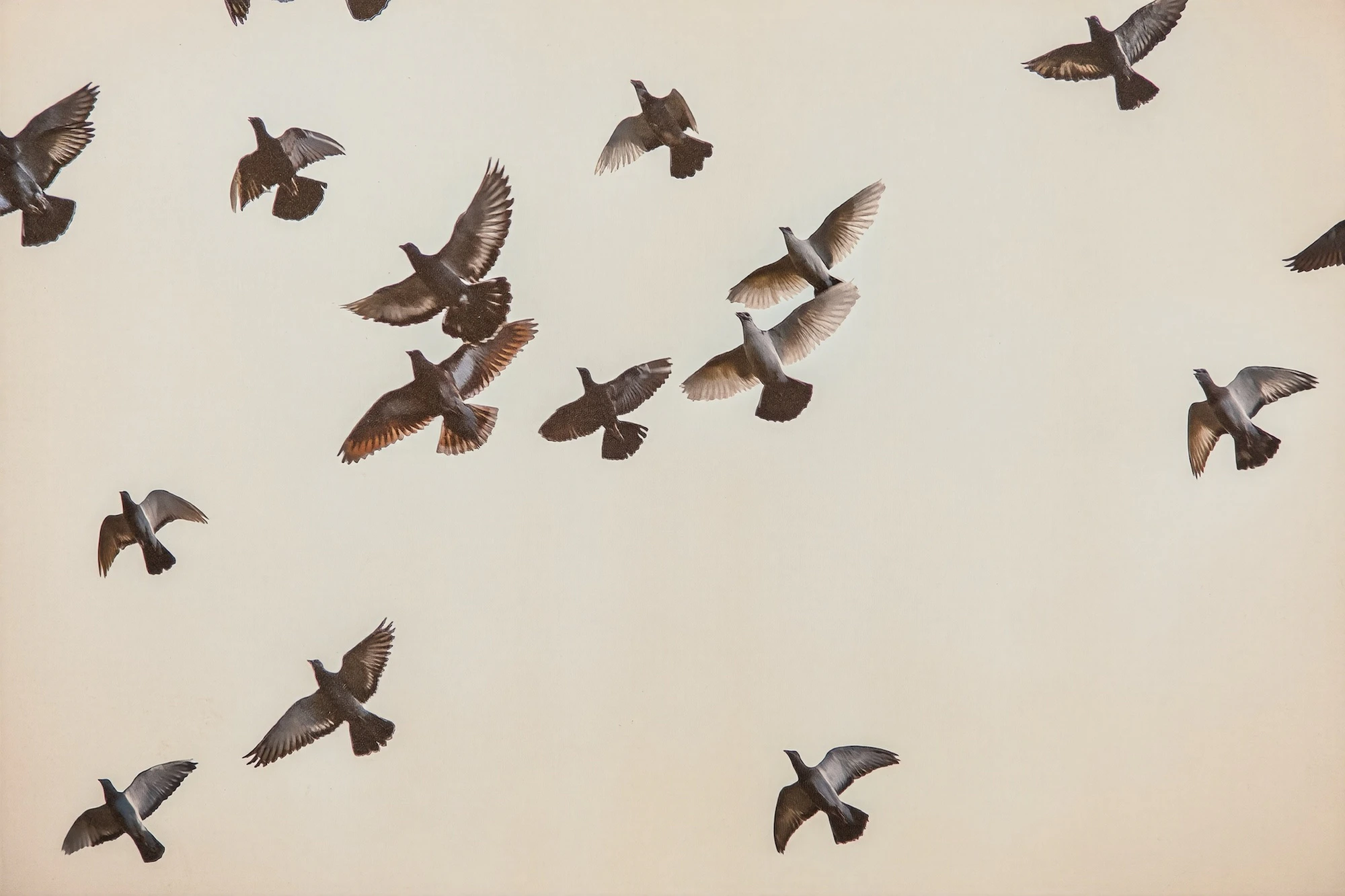 Coralina Flat | 206 Plaza Pienza