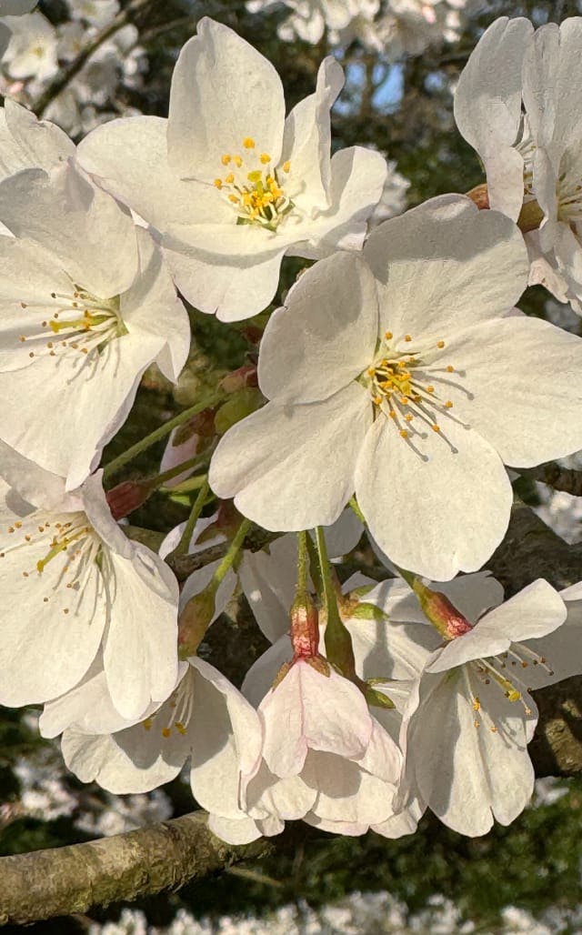 white flowers