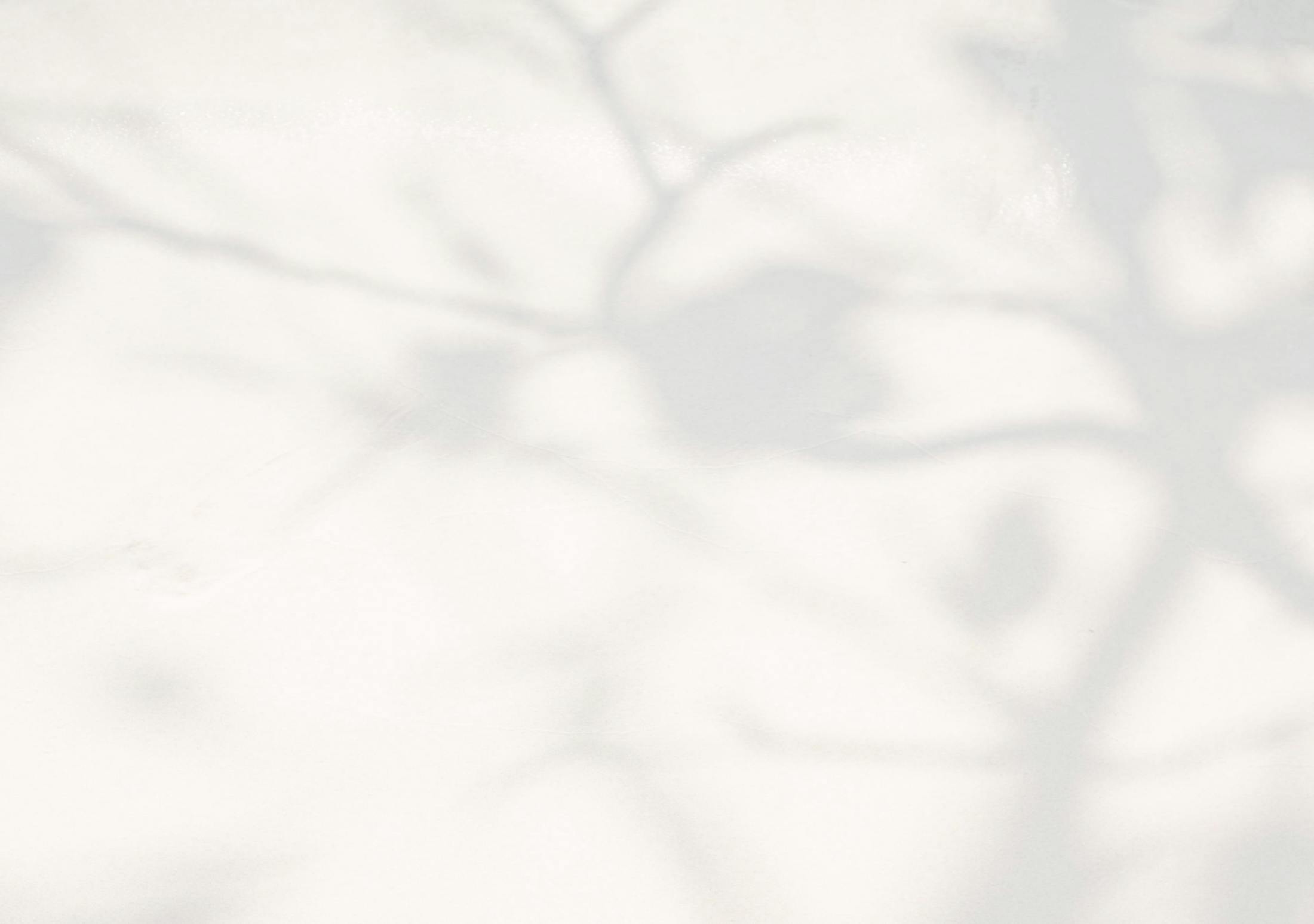 Shadows of branches and leaves