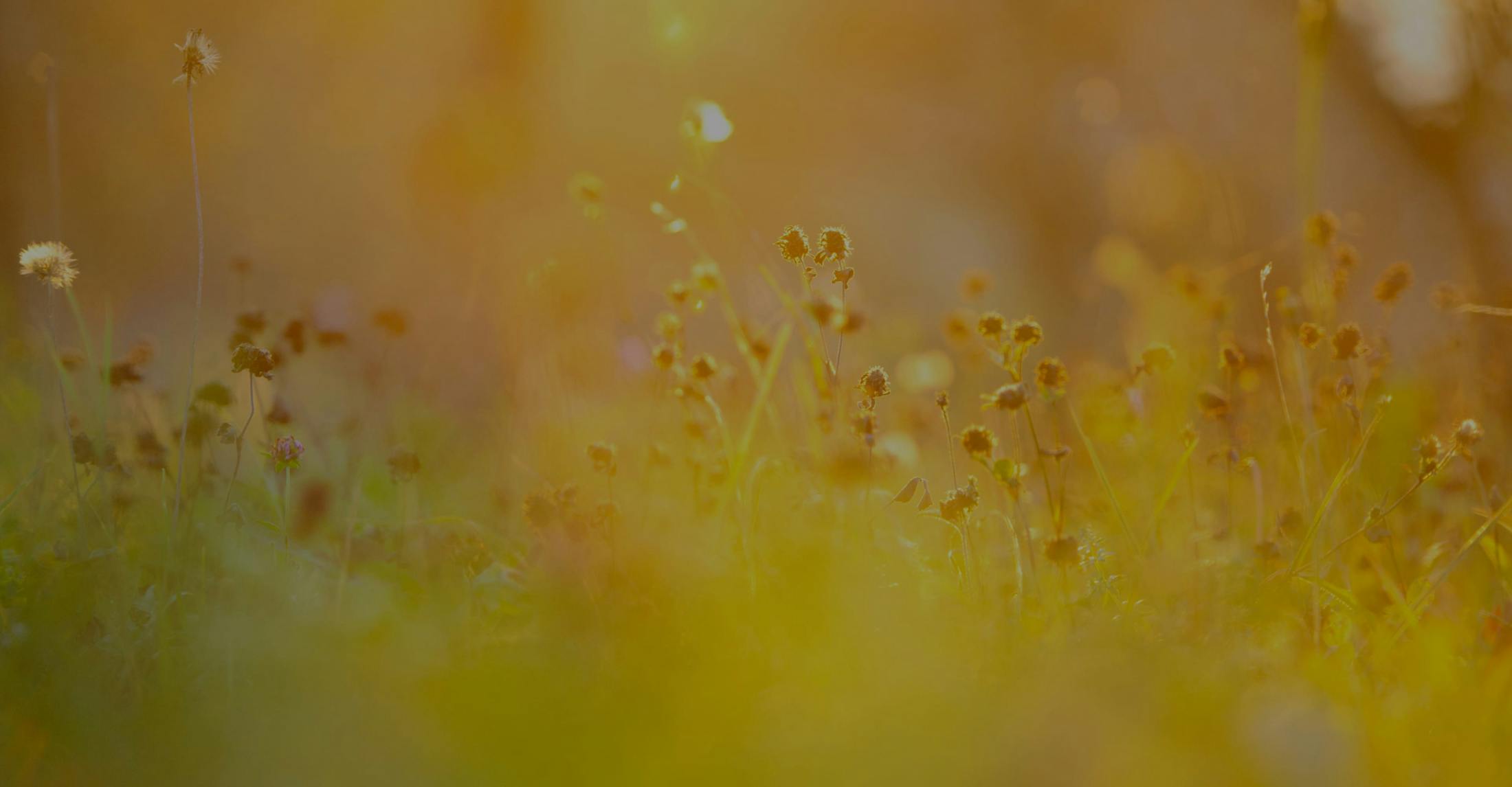 Video background media