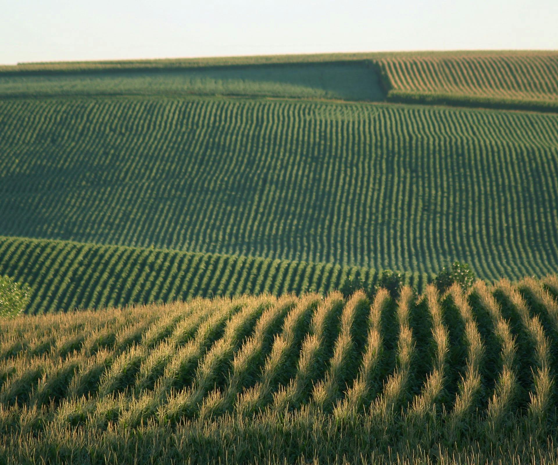 rolling farmland