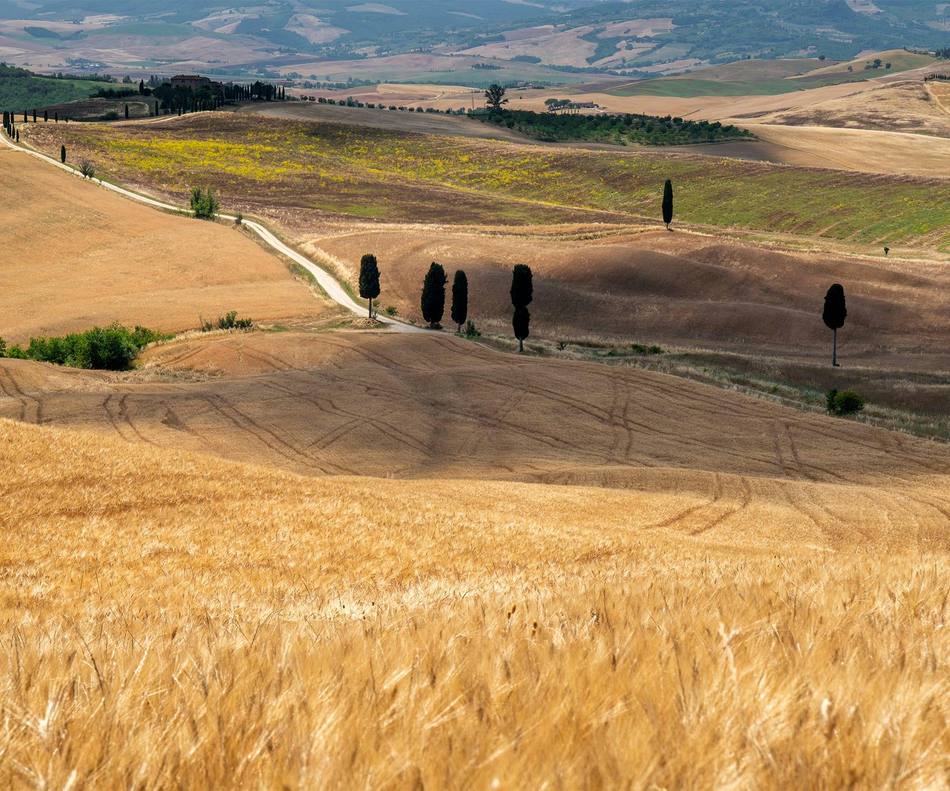 rolling grassy hills