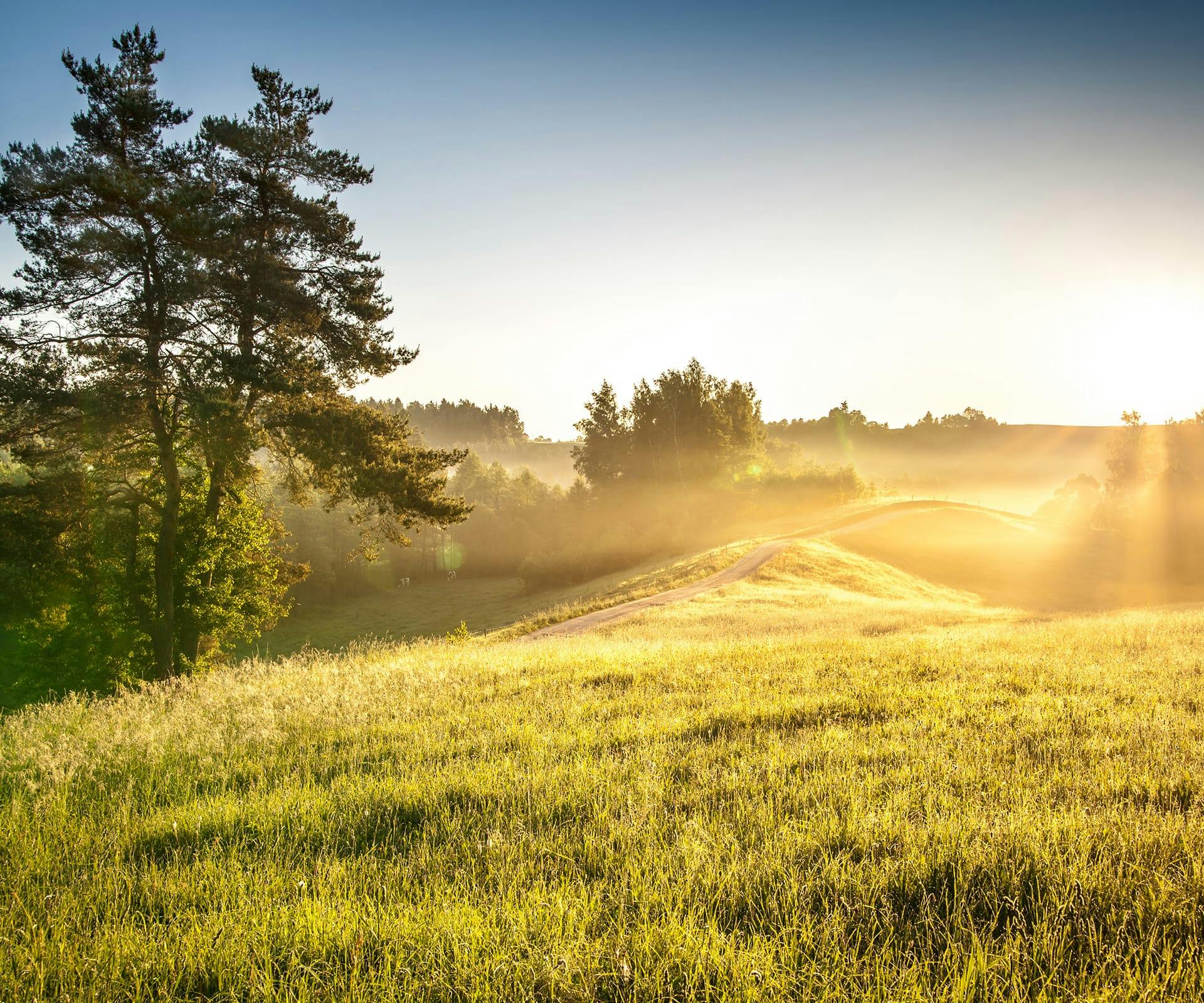 sunny field