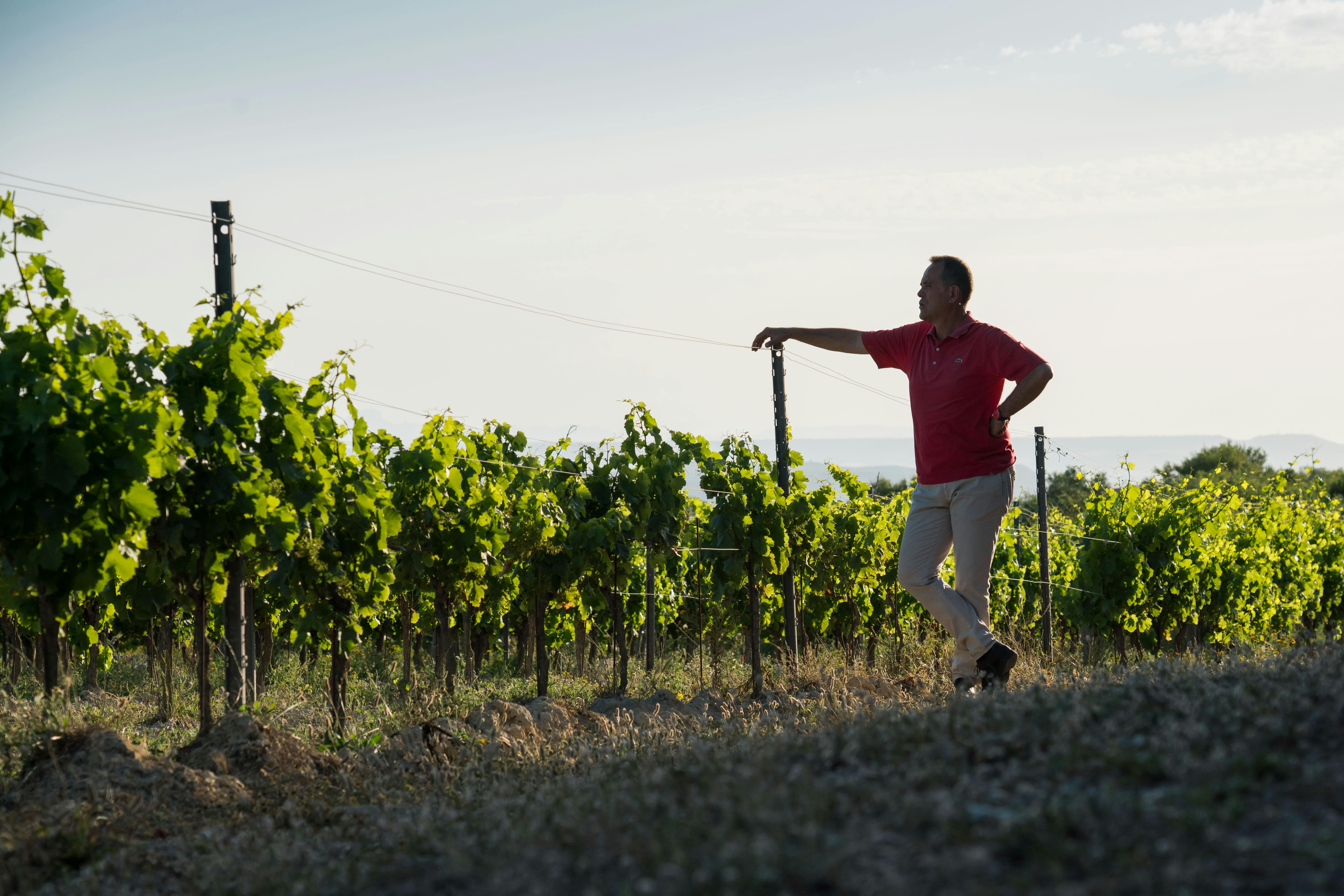 Vigna Tenuta Olianas