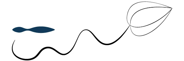Billede af Adobe Illustrator Width profile 2: Stregen som over midten laver en dal.