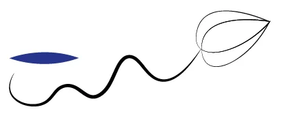 Billede af Adobe Illustrator Width profile 1: Stregen øger tykkelsen til midten hvorefter den mindskes.