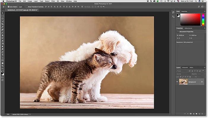 Adobe Photoshop programmet er åbent og man ser en sød kat og hund, som er gode venner