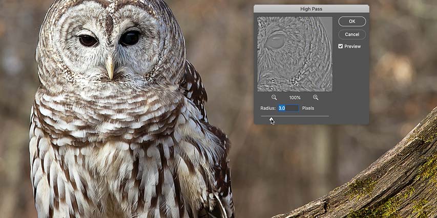 Et billede af en ugle i Photoshop programmet, hvor der er ved at blive lavet High Pass indstillinger