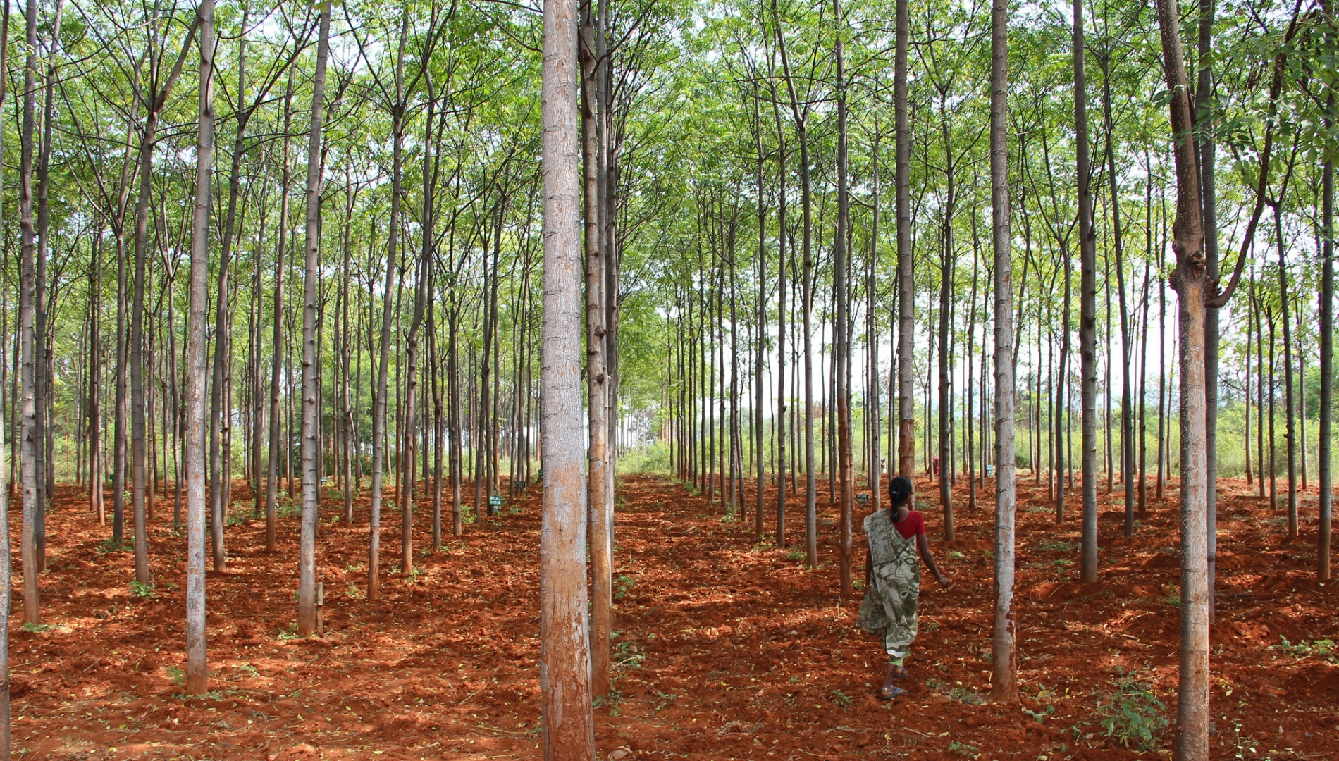 Land Based Greenhouse Gas Emissions And Sequestration