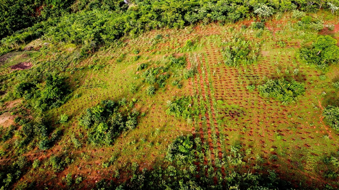 Video Story: High-Resolution Data Helps Restoration Practitioners ...