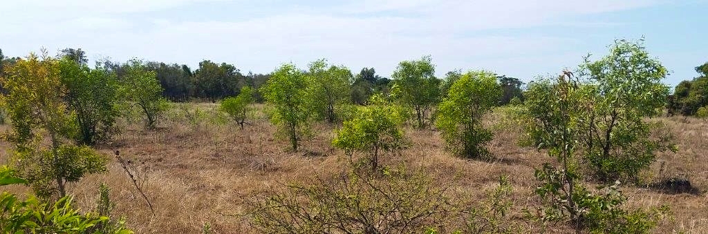 Protecting Naturally Regenerating Forests is a Crucial — and Overlooked — Climate Solution
