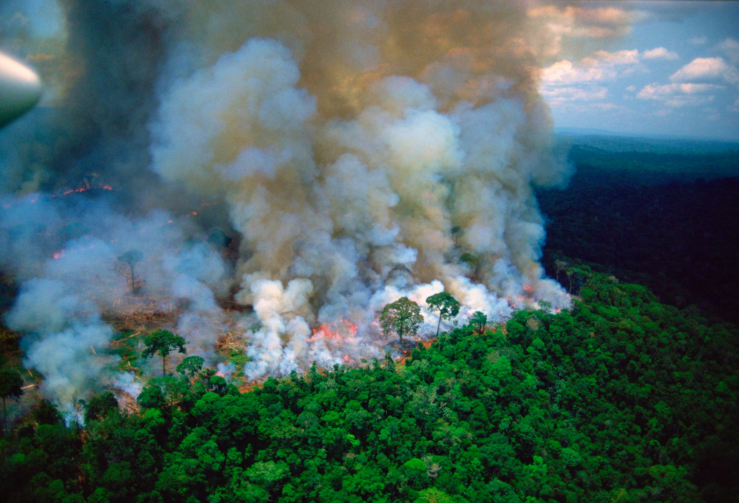 World’s Forest Carbon Sink Shrank to its Lowest Point in at Least 2 Decades, Due to Fires and Persistent Deforestation