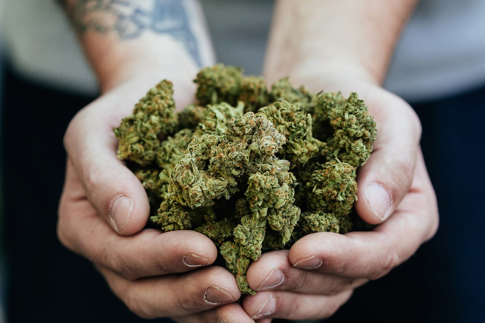 Hands holding a pile of cannabis buds.