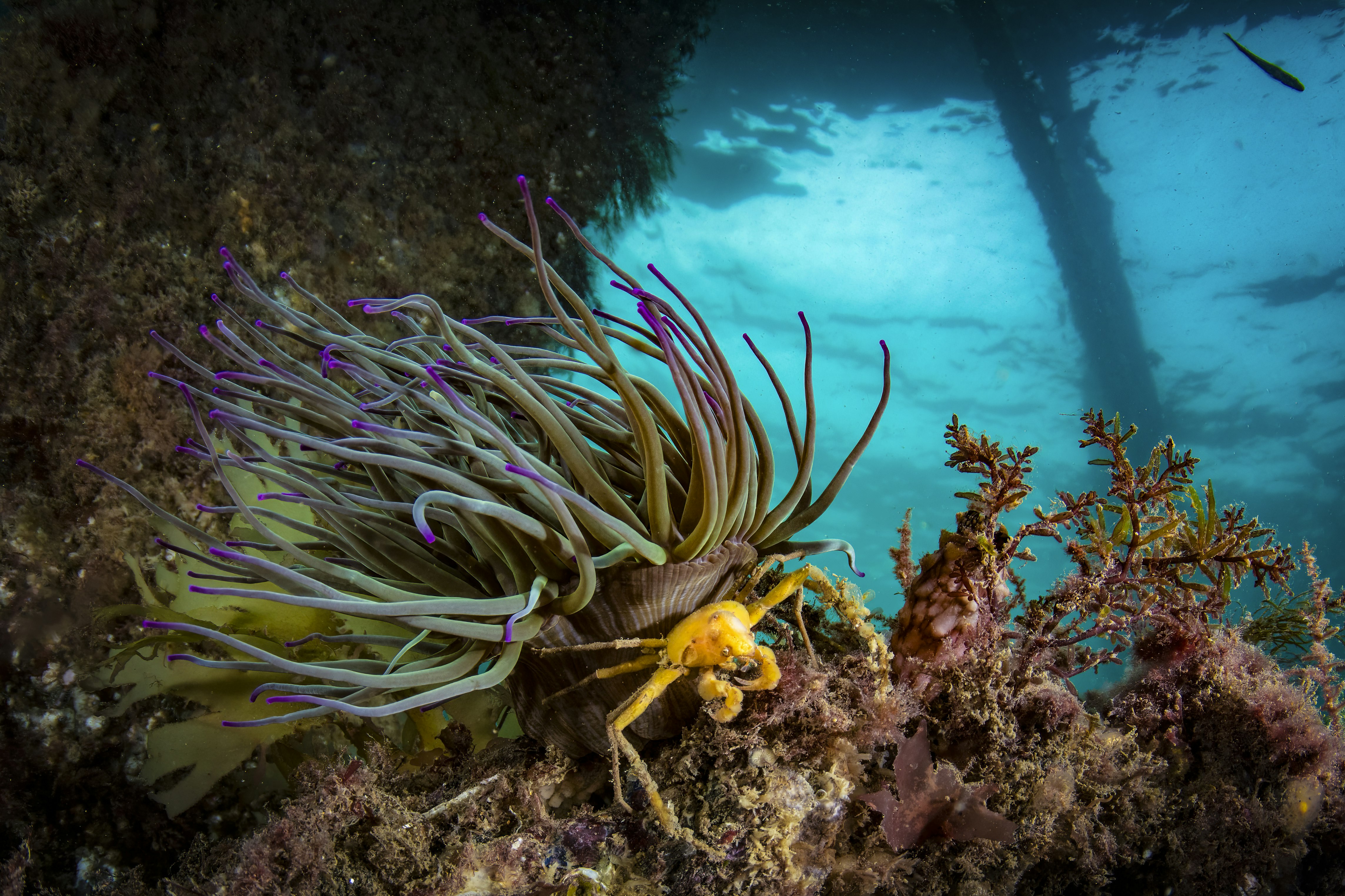 Underwater scene with coral