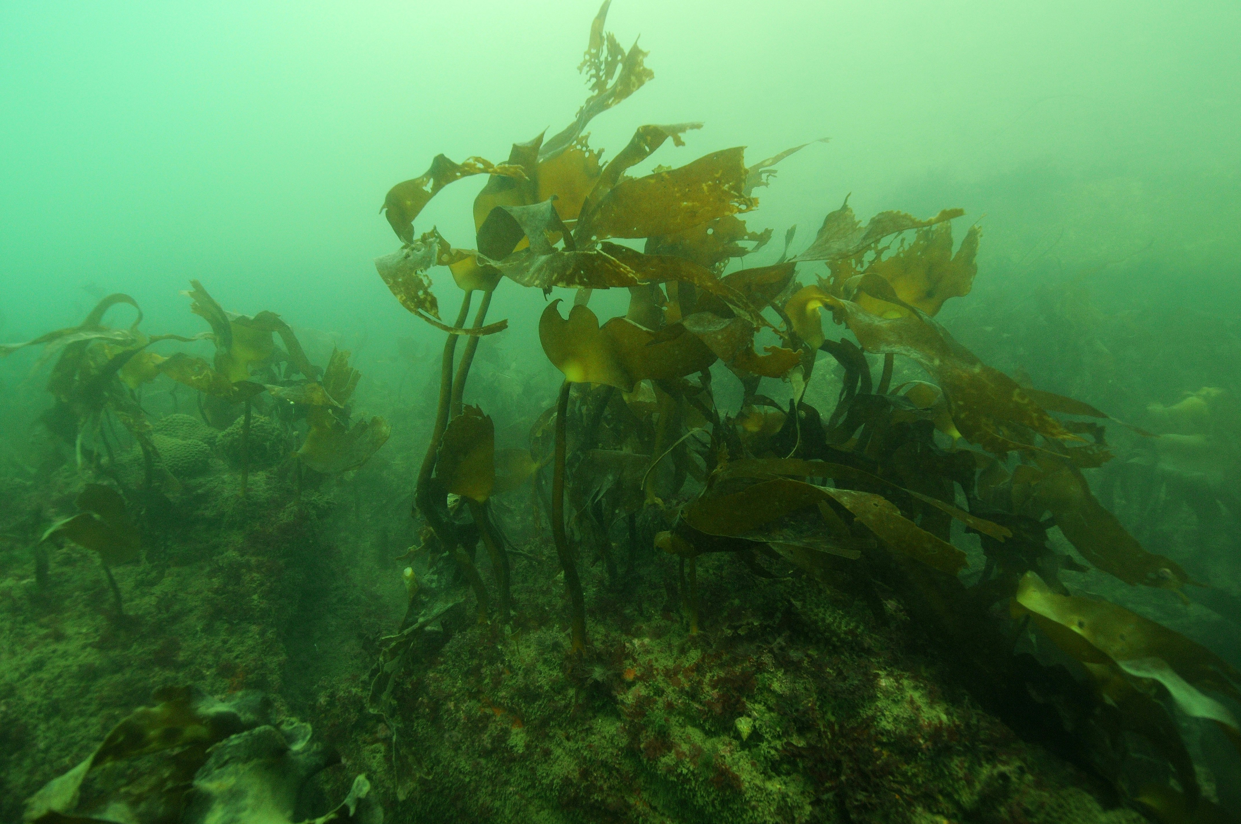 Kelp seaweed