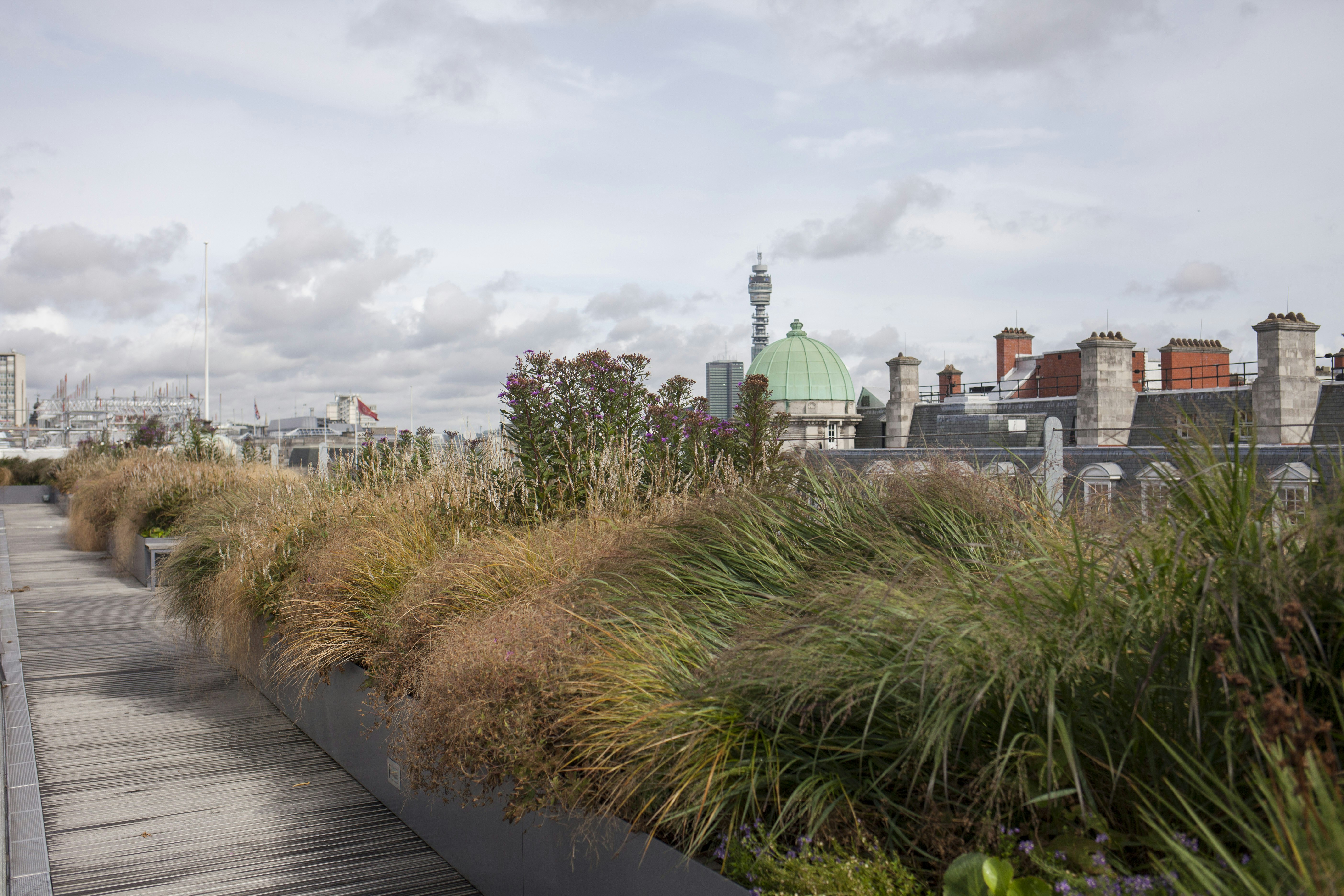 View of planters and roofs