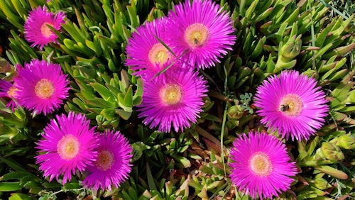 Beautiful flowers found in national park Kamenjak, Croatia