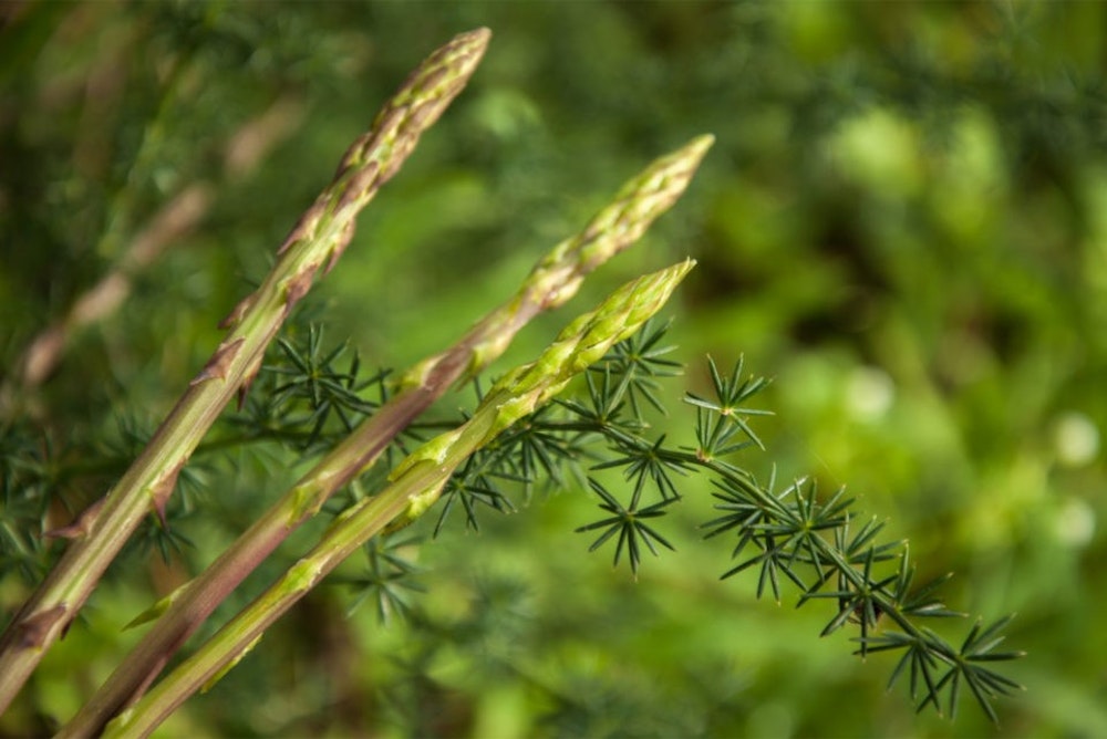 Wild asparagus in Istria, Croatia