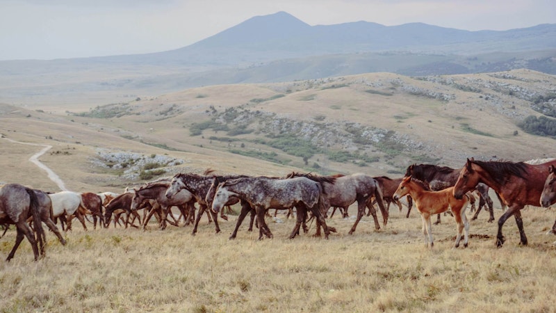 Wild horses in Livno, Bosnia and Herzegovina