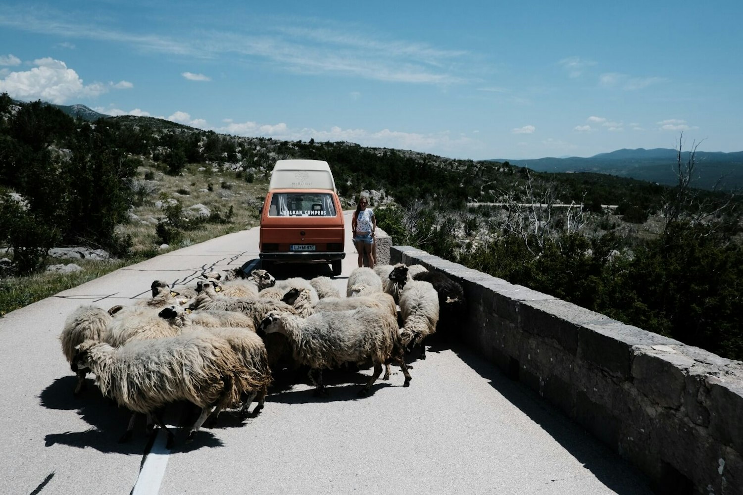 Sheeps and Campervan on a scenic road in Croatia next to Adriatic sea