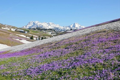 Flowers blooming in Slovenian mountains