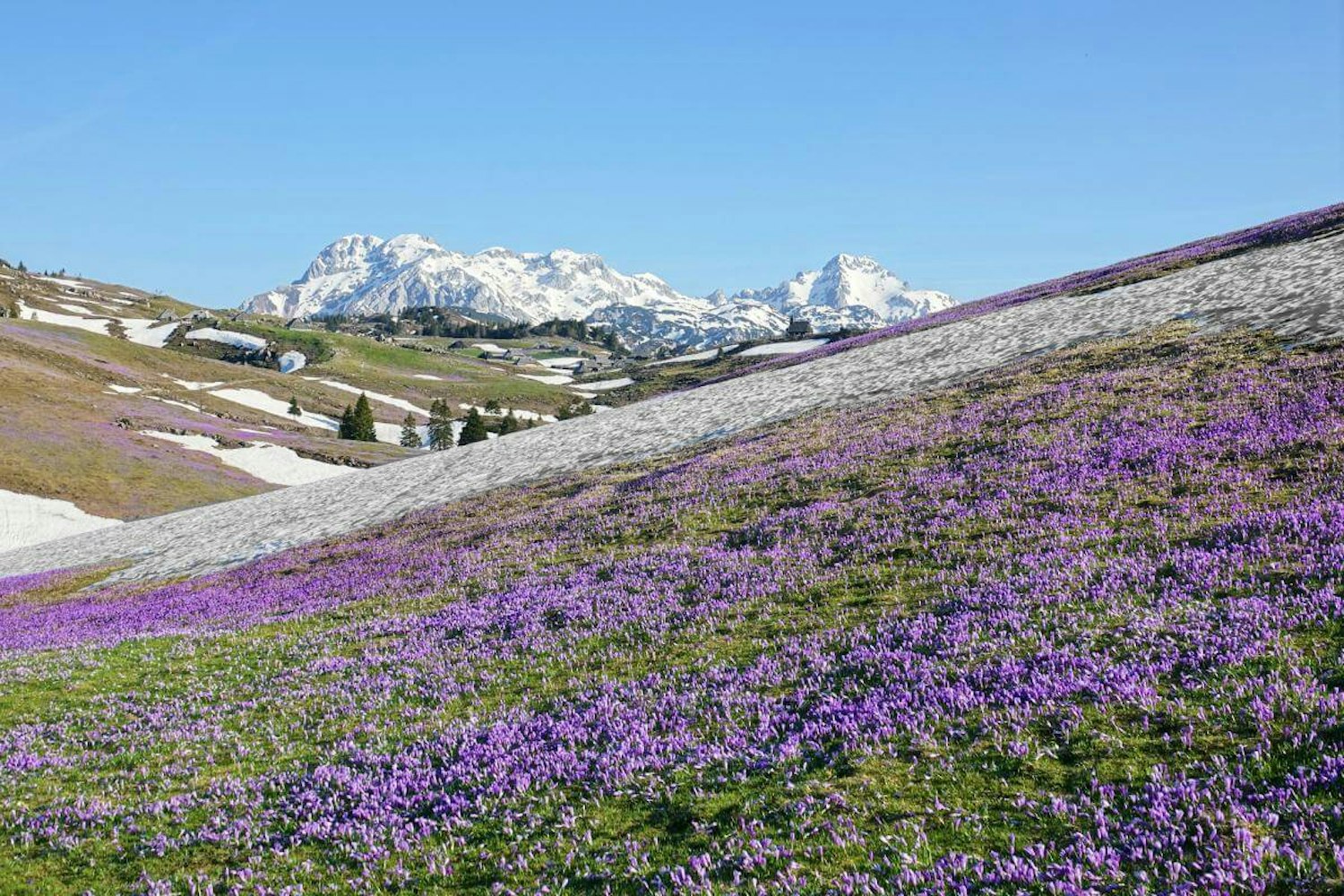 Flowers blooming in Slovenian mountains