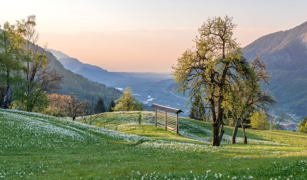 Green Slovenian hills and white flowers