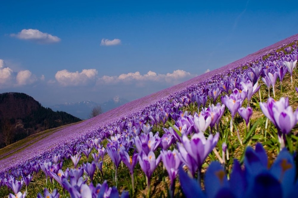 Flowers blooming in Velika Planina plateau