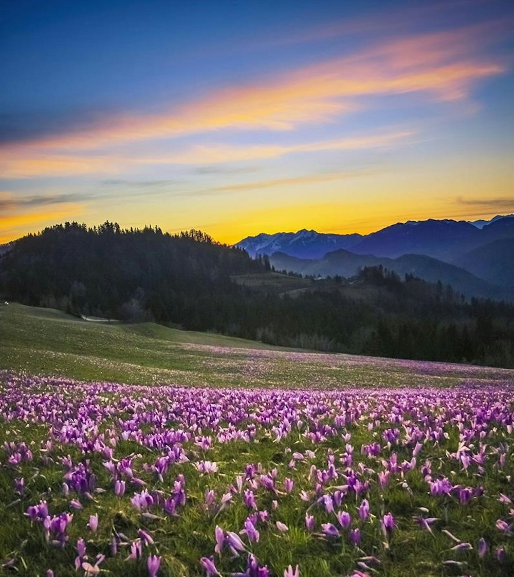 Beautiful green hills full of flowers in Slovenia
