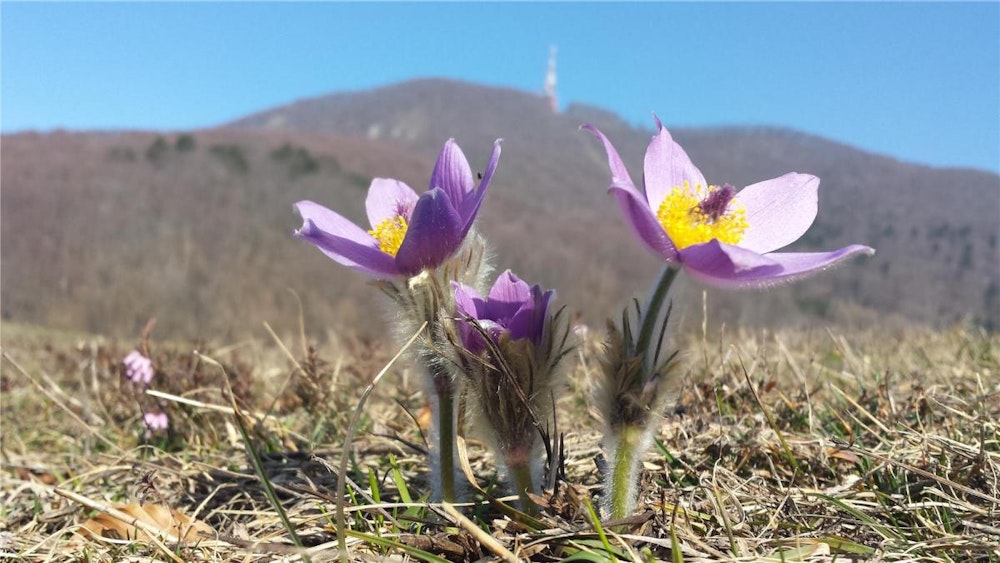 Beautiful Great Pasque Flower