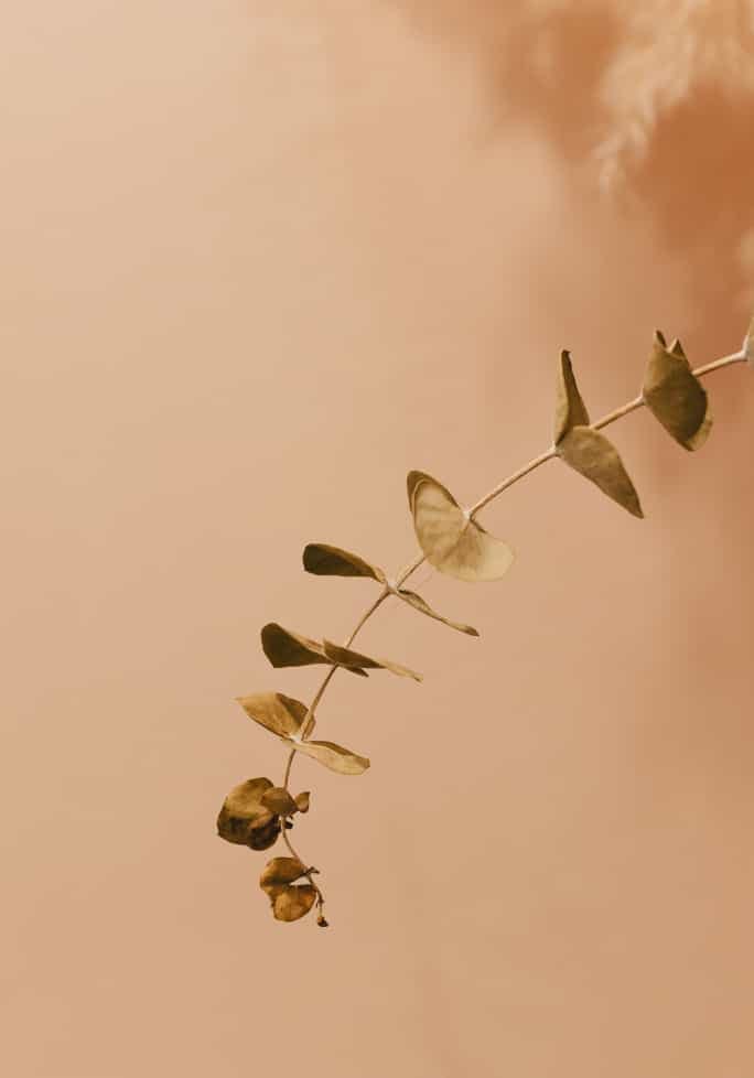 Leafs