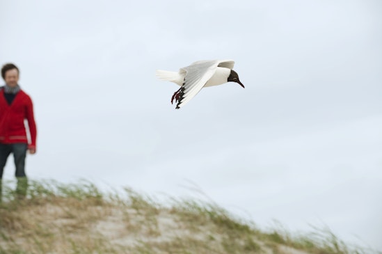 wildlife observation