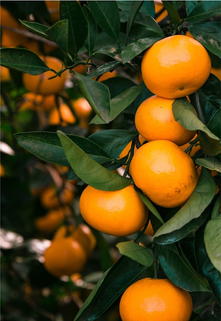 orange tree