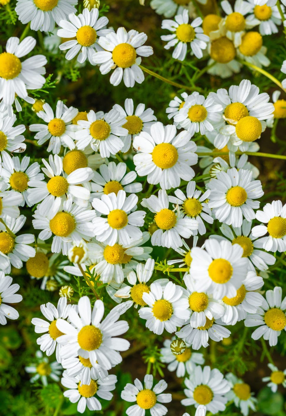daisies