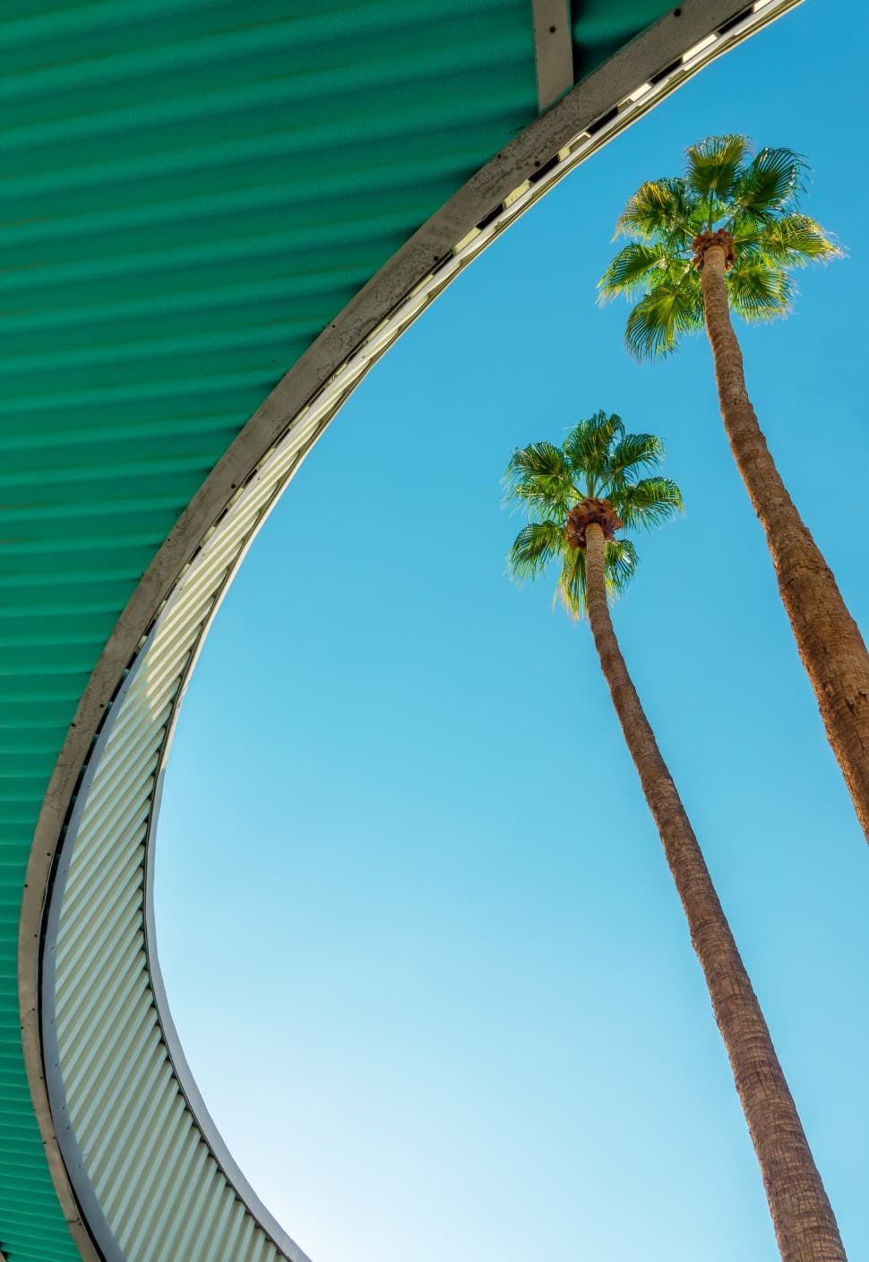 looking up at palm trees