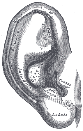ear drawing
