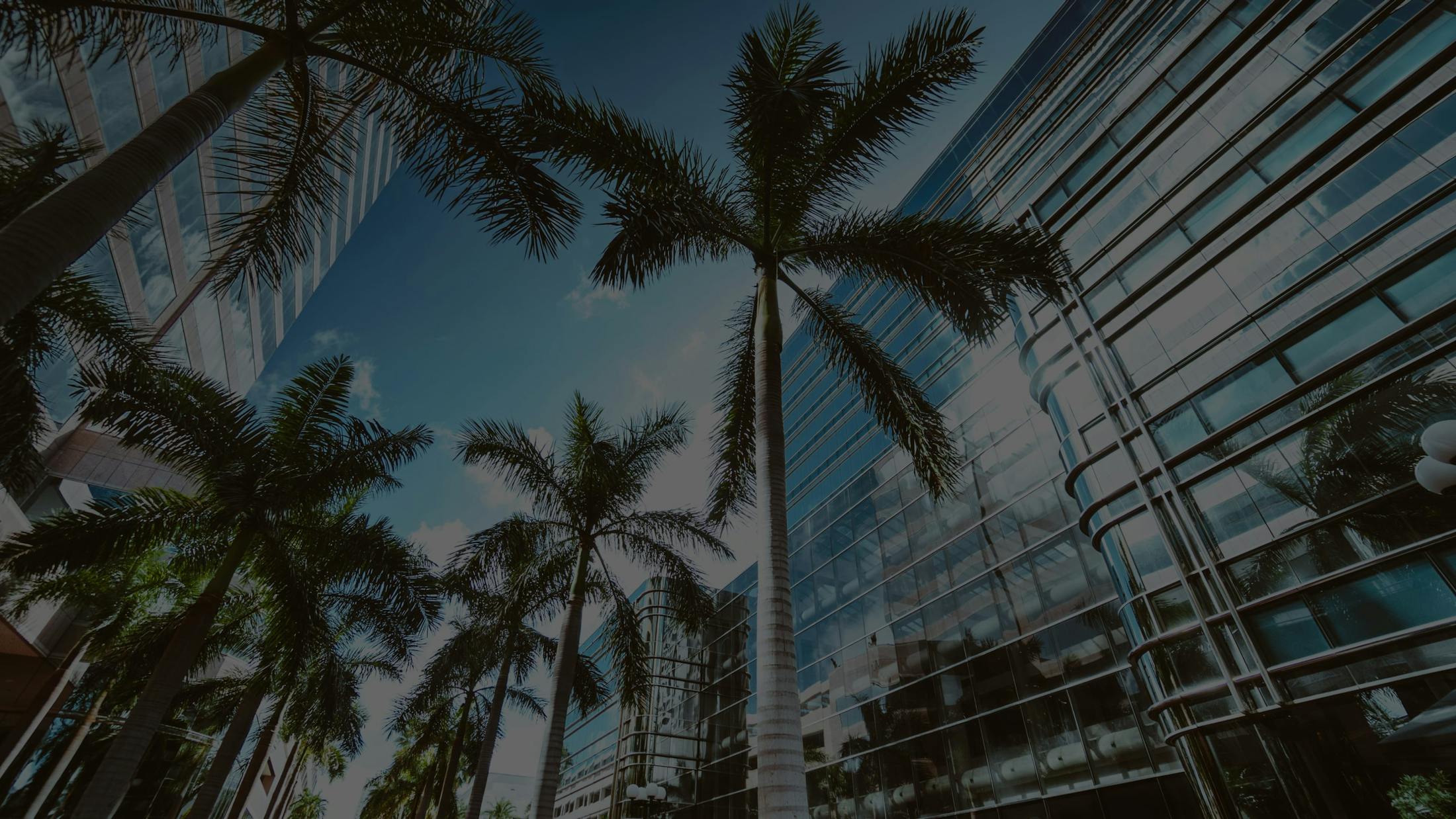 Florida Palm Trees