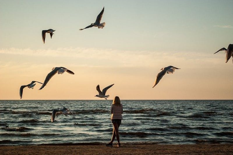Birds and a woman at the beach